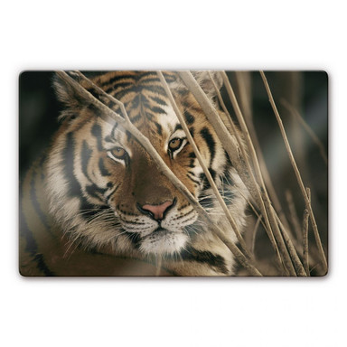 Glasbild Tiger