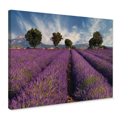 Leinwandbild Lavendelfeld