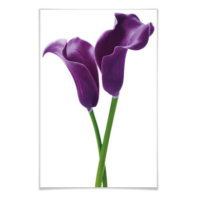 Giant Art® XXL-Poster Purple Calla Lilies - 115x175cm - Bild 1