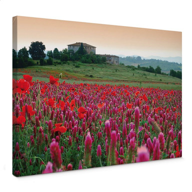 Leinwandbild Blumenwiese Toskana