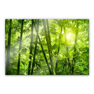 Acrylglasbild Sonnenschein im Bambuswald