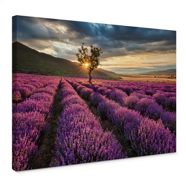 Leinwandbild Lavendelblüte in der Provence