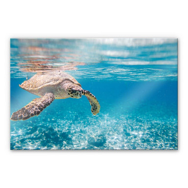 Acrylglasbild Schildkröte auf Reisen