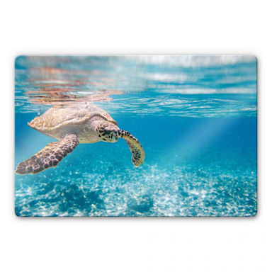Glasbild Schildkröte auf Reisen