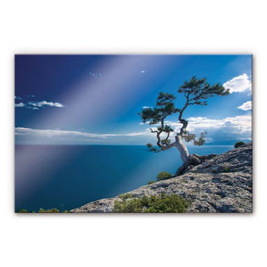 Acrylglasbild Sea and Tree