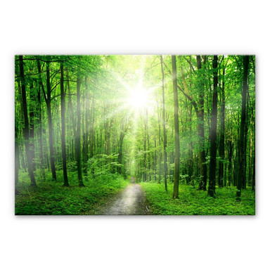 Acrylglasbild Sunny Forest