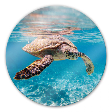 Glasbild Schildkröte auf Reisen - rund