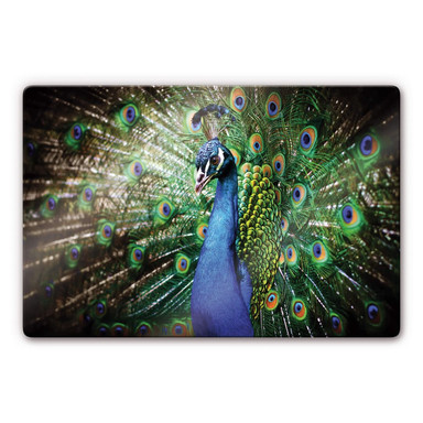 Glasbild Beautiful Peacock
