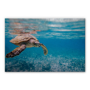 Alu-Dibond Bild Schildkröte auf Reisen