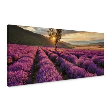 Leinwandbild Lavendelblüte in der Provence - Panorama 01