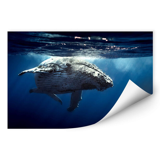 Wallprint Buckelwal auf Tauchgang