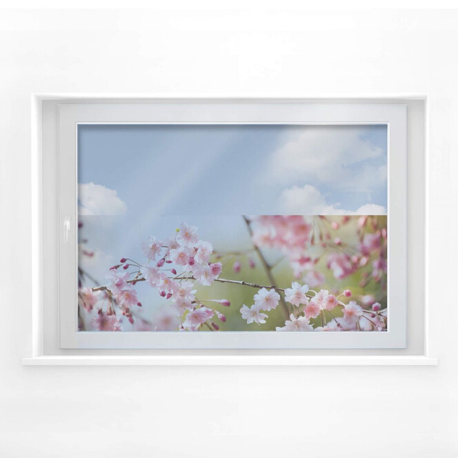 Fensterbild Cherry Blossoms
