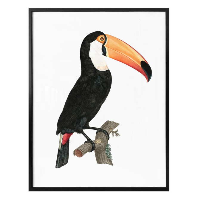 Poster Tukan auf einem Ast
