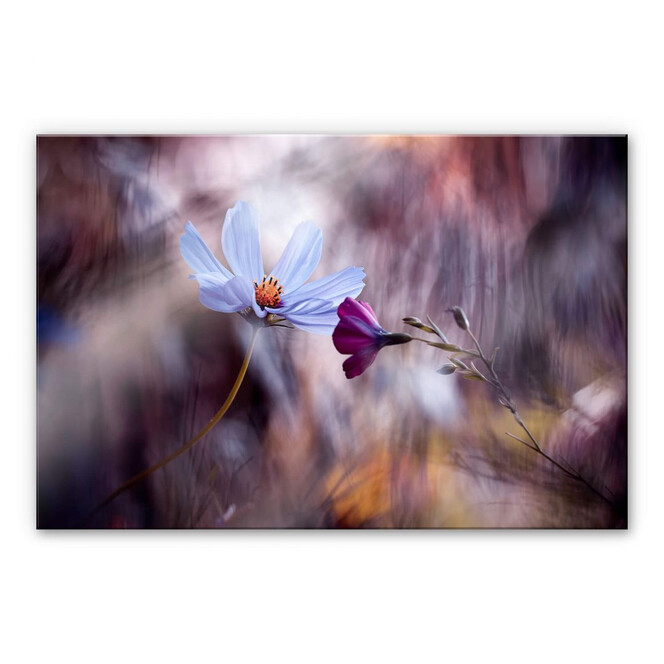 Acrylglasbild Bravin - Rendezvous zweier Blumen