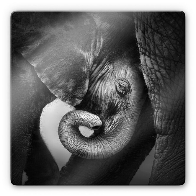 Glasbild Das Elefantenbaby
