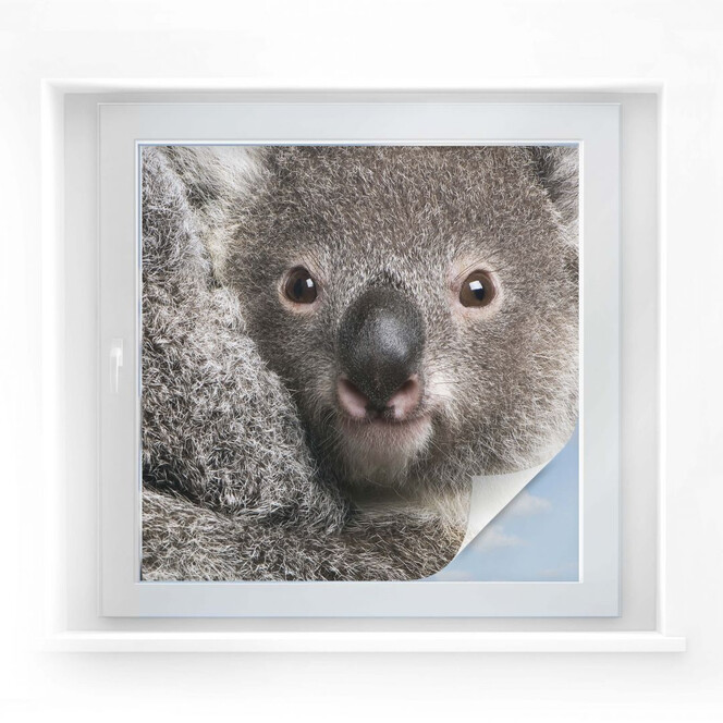 Sichtschutzfolie Cuddly Koala - quadratisch