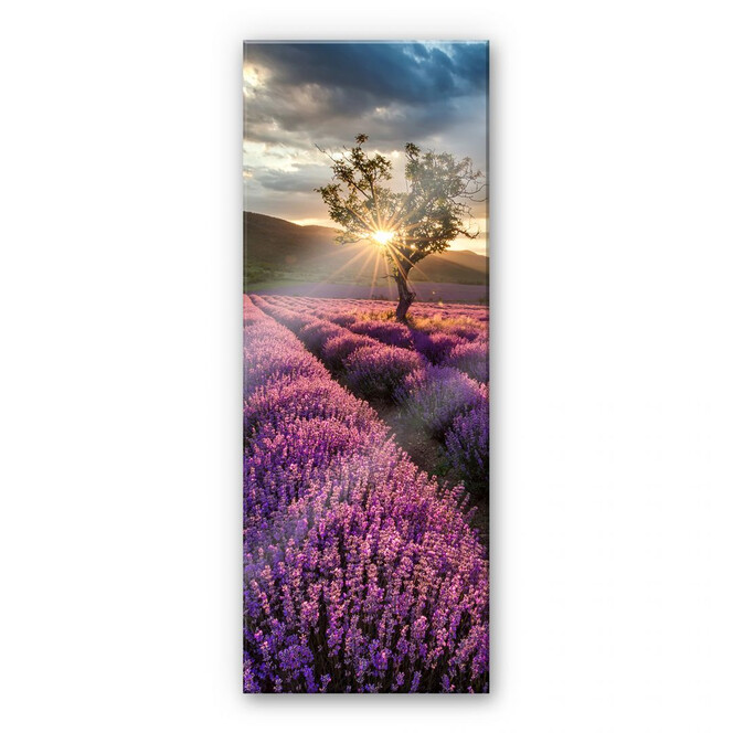 Acrylglasbild Lavendelblüte in der Provence - Panorama 02