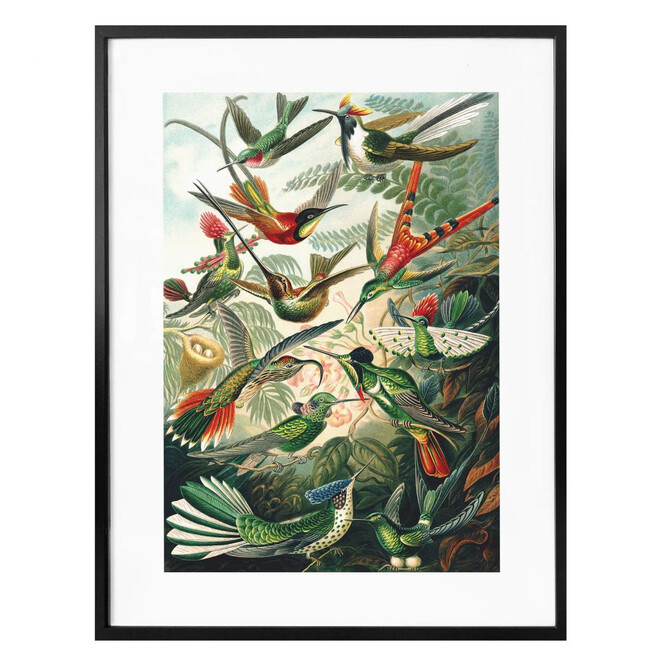 Poster Haeckel - Kolibris