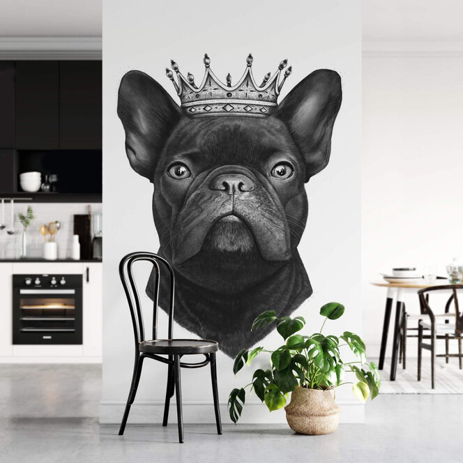 Fototapete Korenkova - King French Bulldog