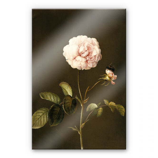 Acrylglasbild Dietzsch - Essig-Rose mit Hummel