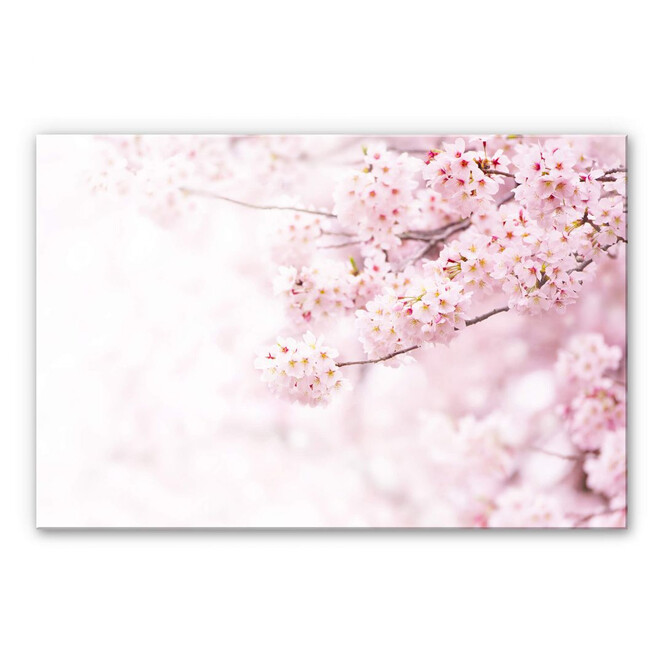Acrylglasbild Zarte Kirschblüten