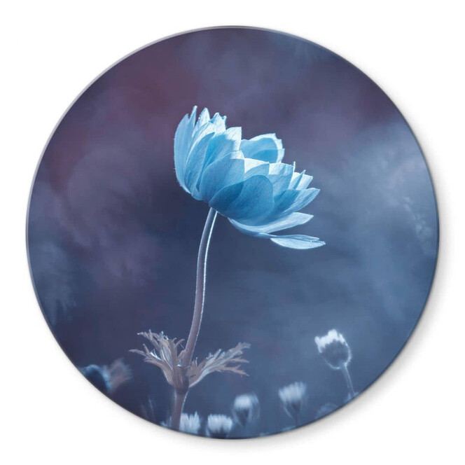 Glasbild Bravin - Die blaue Blume - Rund
