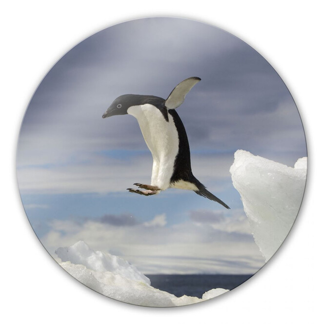 Glasbild Pinguin Fly - rund