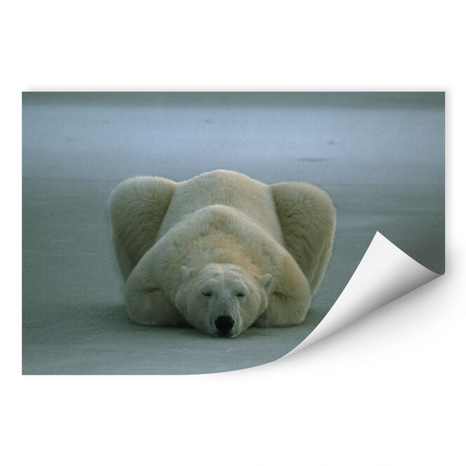 Wallprint NG Eisbär schlafend