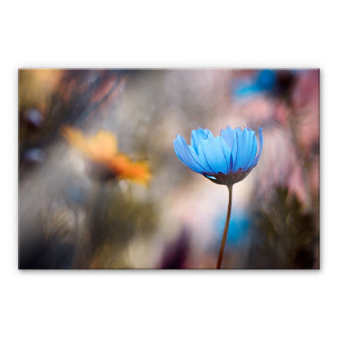 Acrylglasbild Bravin - Tanzende Blumen
