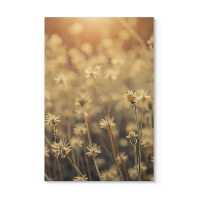 Holzposter Mexican Daisy - Close up