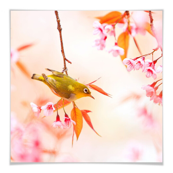 Poster Vogelgezwitscher in der Kirschblüte - quadratisch