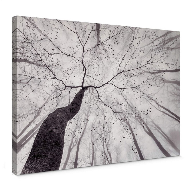 Leinwandbild Pavlasek - Ein Blick in die Baumkronen