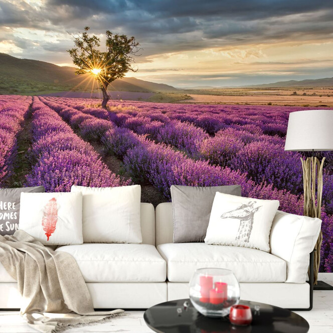 Fototapete Lavendelblüte in der Provence