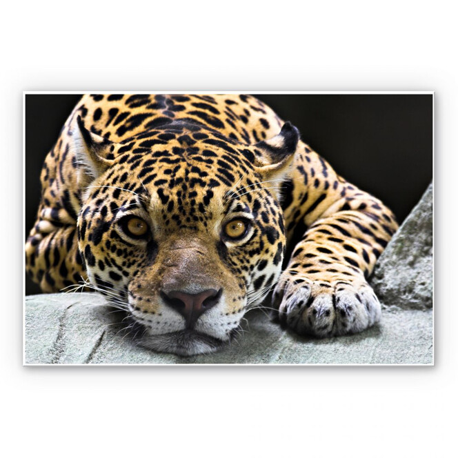 Hartschaumbild Jaguar