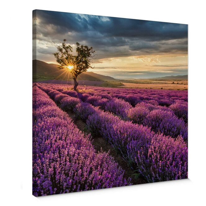 Leinwandbild Lavendelblüte in der Provence - quadratisch
