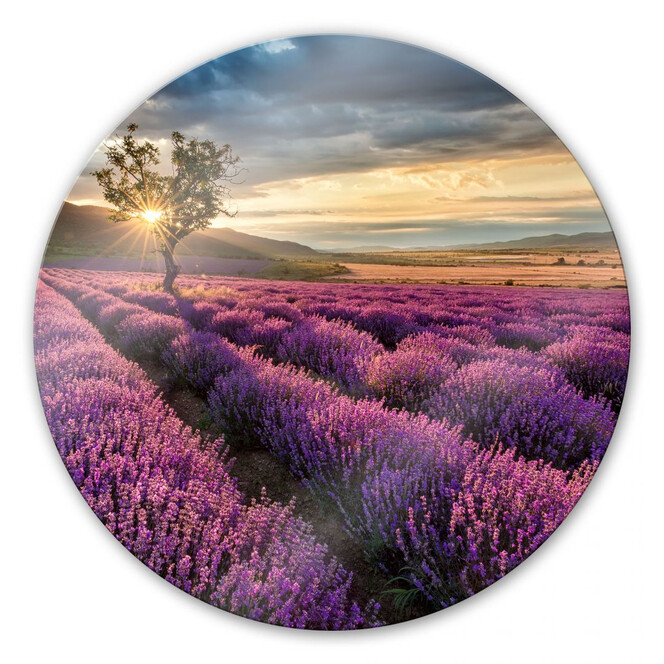 Glasbild Lavendelblüte in der Provence - rund