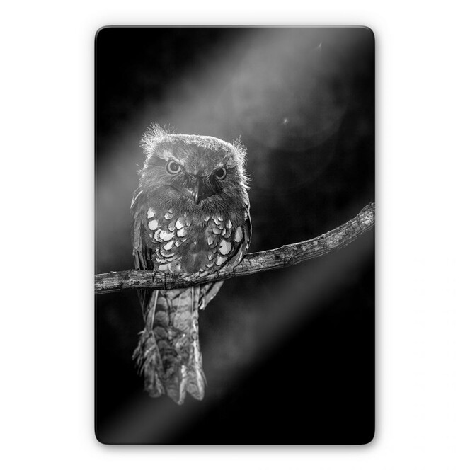 Glasbild Wilianto - Staring Owl