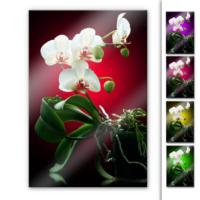 Acrylglasbild Blütenpracht einer Orchidee
