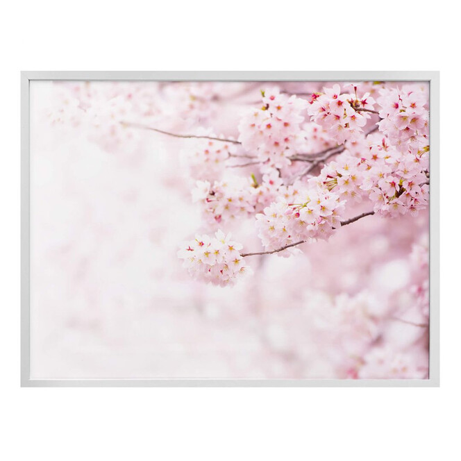 Poster Zarte Kirschblüten