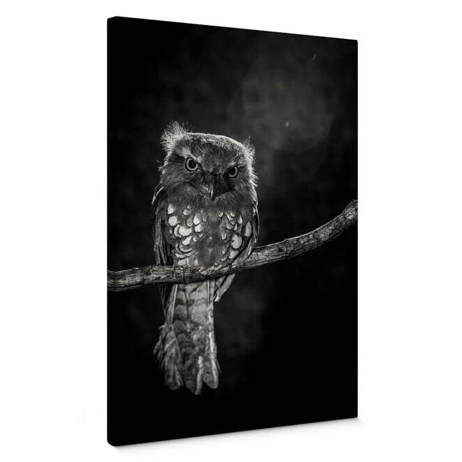 Leinwandbild Wilianto - Staring Owl