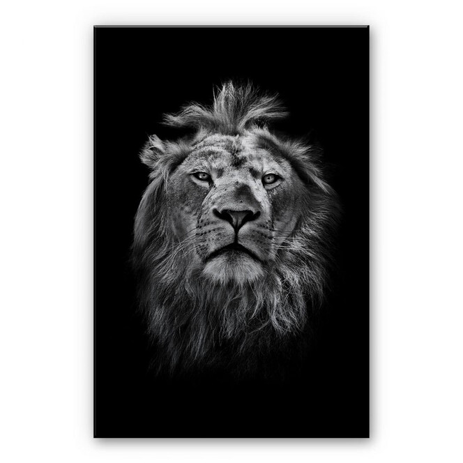 Alu-Dibond Bild mit Silbereffekt Lion