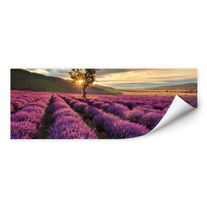 Wallprint Lavendelblüte in der Provence - Panorama 01