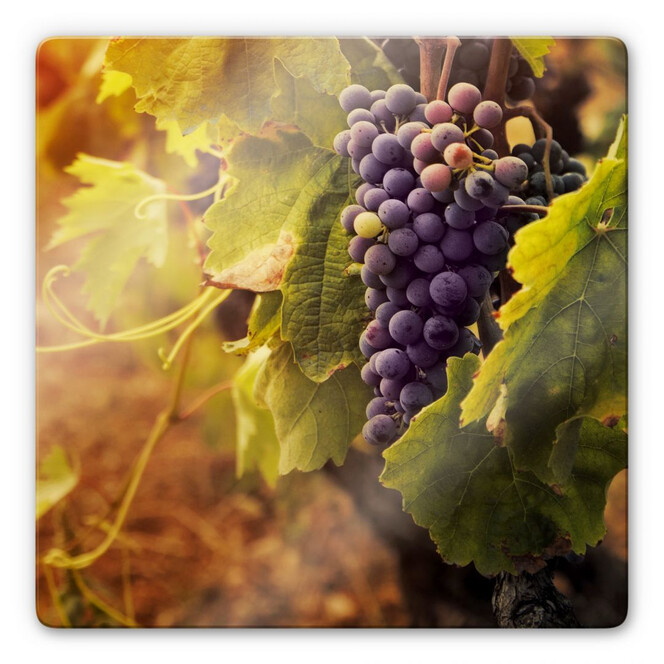 Glasbild Toskanische Weinrebe