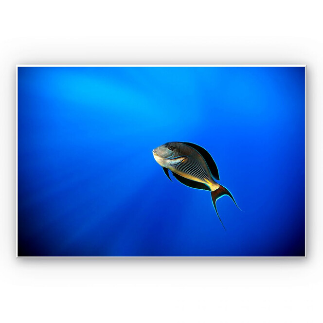 Wandbild Catta - Deep Ocean