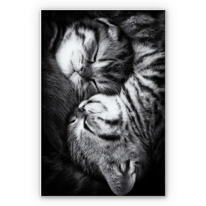 Wandbild Jancova - Sweet Kitten