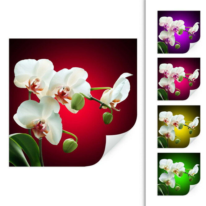 Wallprint Blütenpracht einer Orchidee - quadratisch