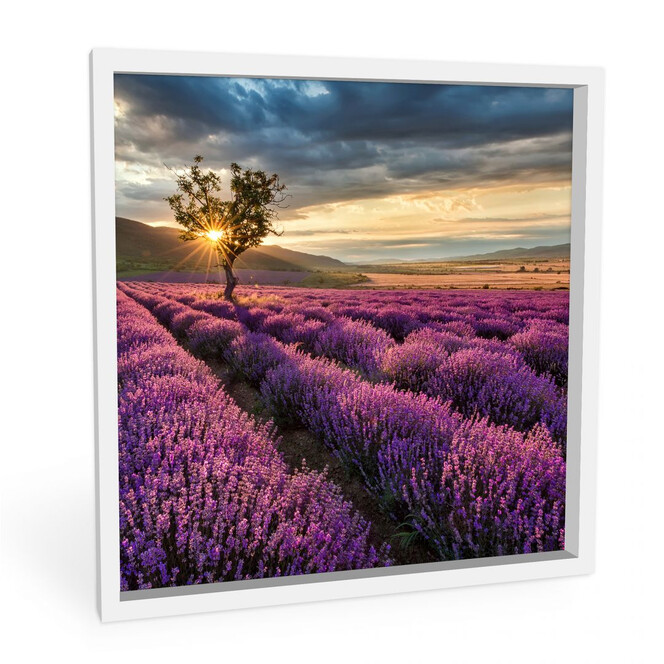 Hartschaumbild Lavendelblüte in der Provence - quadratisch