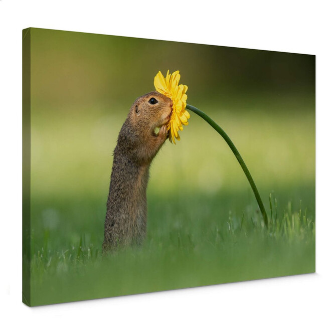 Leinwandbild van Duijn - Erdhörnchen schnuppert an Blume