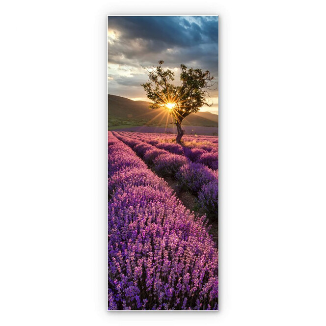 Hartschaumbild Lavendelblüte in der Provence - Panorama 02