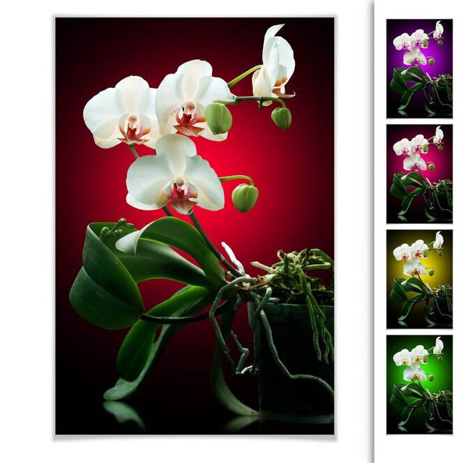 Poster Blütenpracht einer Orchidee